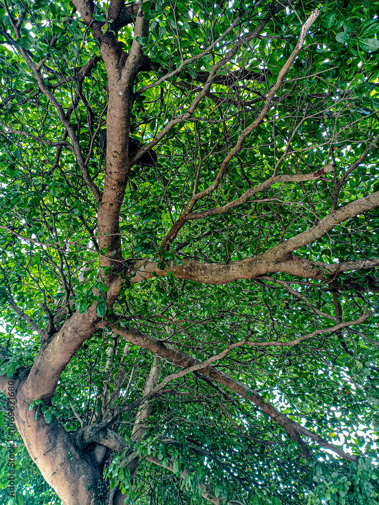 Fototapeta premium This is a clusia rosea tree which usually grows in tropical climates.