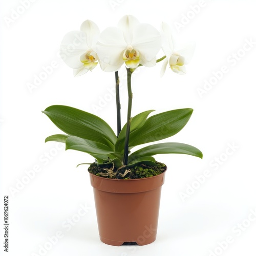 Elegant White Orchid in a Terracotta Pot