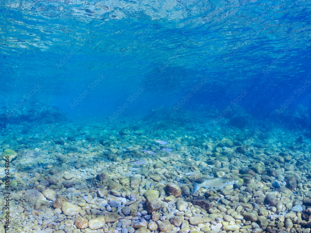 Fototapeta premium 浅瀬を泳ぐ、美しいアオリイカ（ヤリイカ科）の幼魚の群れの半水面撮影。 英名学名：Bigfin Reef Squid (Sepioteuthis lessoniana) 静岡県伊豆半島賀茂郡南伊豆町中木ヒリゾ浜2024年 