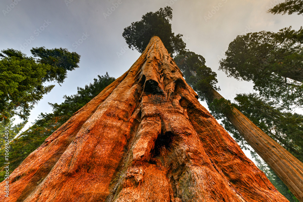 Big Trees Trail - Sequoia National Park