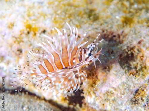 広げた羽根が美しいキリンミノ（フサカサゴ科）の幼魚。
英名学名：Zebra turkeyfish (Dendrochirus zebra) 
静岡県伊豆半島賀茂郡南伊豆町中木ヒリゾ浜2024年
 photo