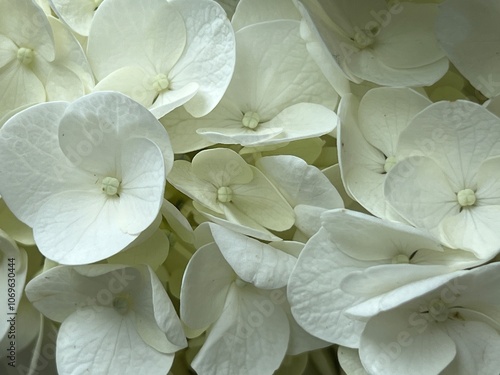 Closeup view of white hydrangea flowers