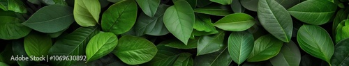 Lush Green Leaves Background for Natural Themes