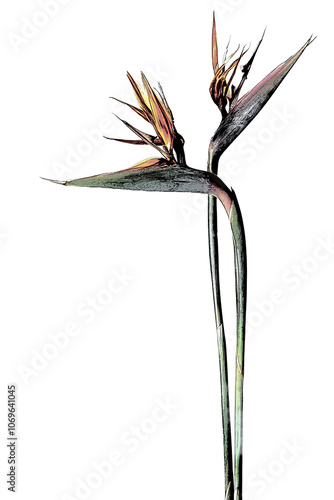 極楽鳥花（ストレリチア）