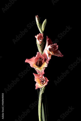 赤いグラジオラス　黒い背景