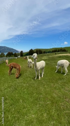 Cute alpacas walking on the farmland