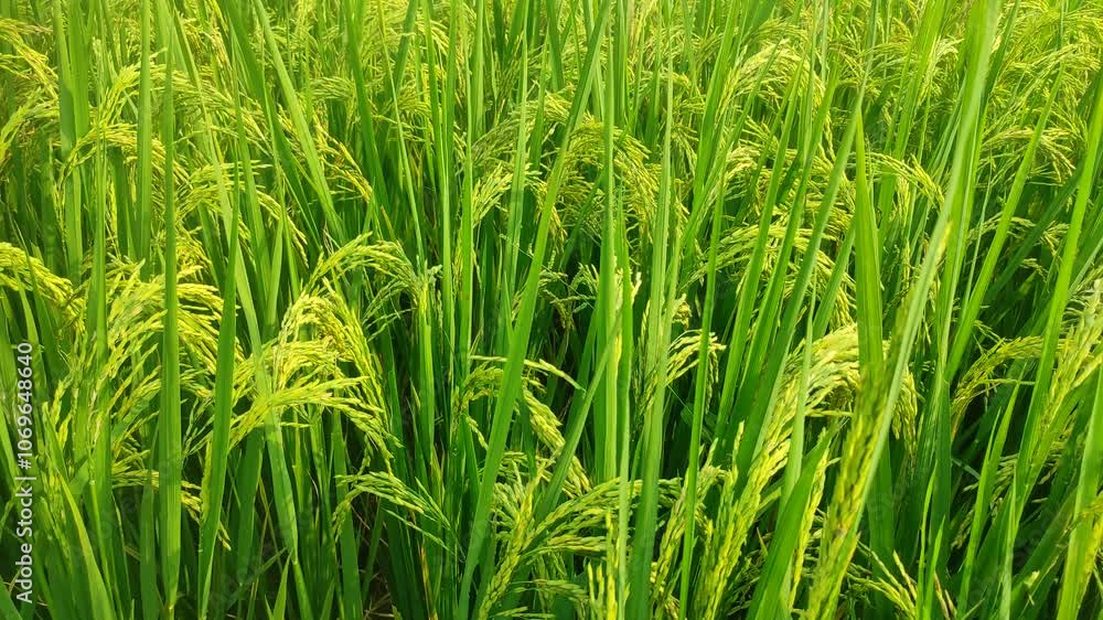 growing rice plant, growing plant, pattern of rice, farm rice agriculture, growing rice plant, growing plant, pattern of rice, farm rice agriculture,