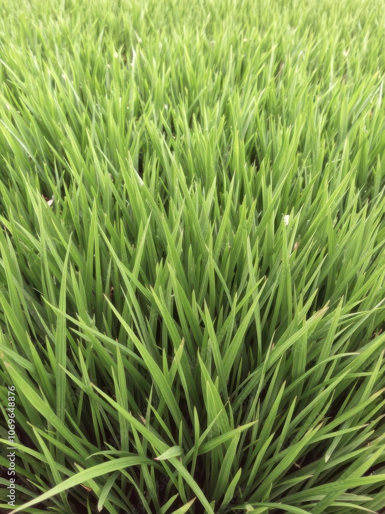 Vibrant and lush real green grass creating a refreshing backdrop, natural Vibrant and lush real green grass creating a refreshing backdrop, natural