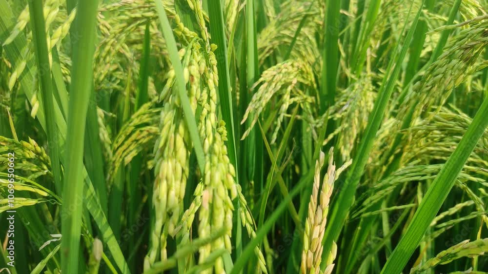 growing rice plant, growing plant, pattern of rice, farm rice agriculture, growing rice plant, growing plant, pattern of rice, farm rice agriculture,
