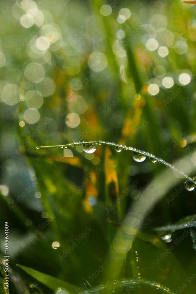 water drops on a leaf