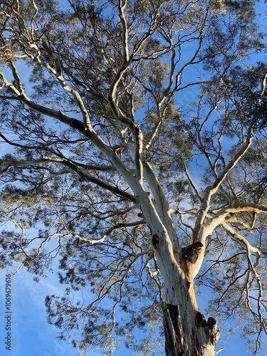 Camden White Gum photo