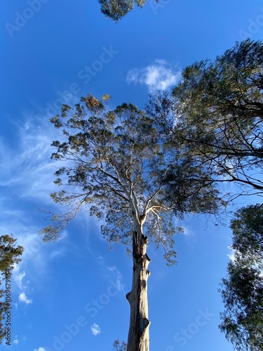 tree and sky camden white gum  photo