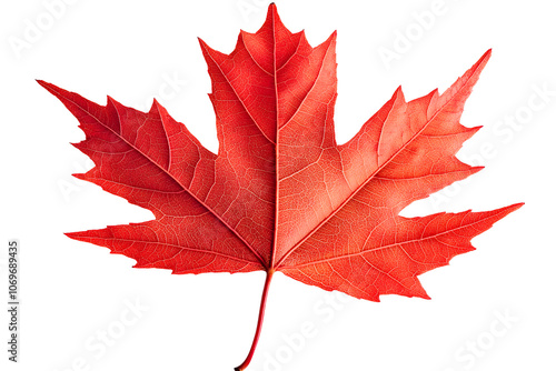 Sharp-lobed red maple leaf isolated on white, vibrant autumn tones for seasonal decor themes photo