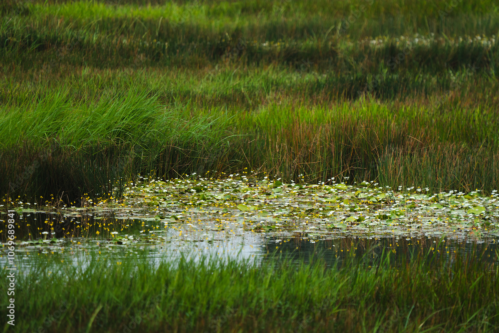 Explore Tranquil Beauty of a Wetland Lake, Lush Green Reeds, Flowering Flora, Ducks in Calm Waters, Framed by Scenic Trees and a Blue Sky, Perfect Outdoor Nature Escape in Summer Explore Tranquil Beauty of a Wetland Lake, Lush Green Reeds, Flowering Flora, Ducks in Calm Waters, Framed by Scenic Trees and a Blue Sky, Perfect Outdoor Nature Escape in Summer