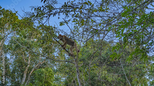 A stump tailed  Macaca arctoides in a tree. The monkey hold on to the branches with his paws, looks down. Blue sky, green foliage. Malaysia. Borneo. Sandakan. photo