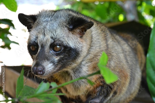 インドネシアのジャコウネコ photo