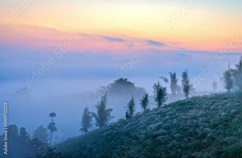 Fog over green mountain field before sunrise. Early morning scenery in field. Misty early morning scene. Mist over meadow. photo