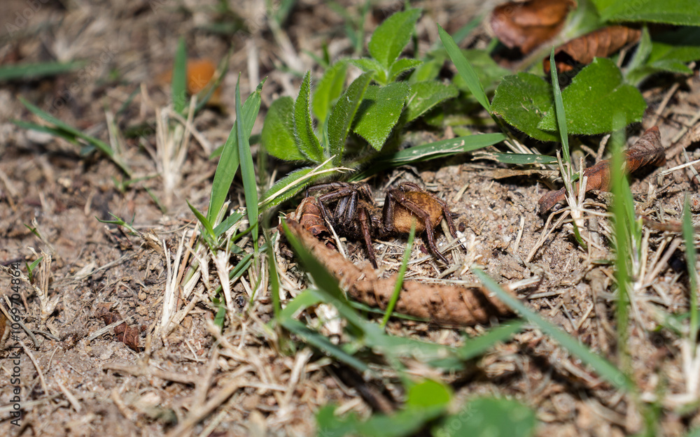 Spider Wandering in the Garden 