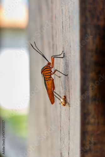 Machtima Crucigera Insect photo