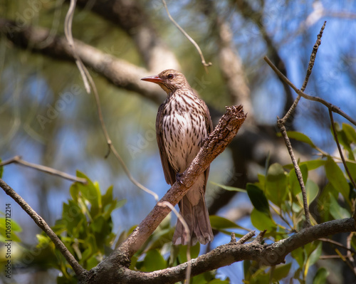 A female Australasian Figbird perched on a branch photo