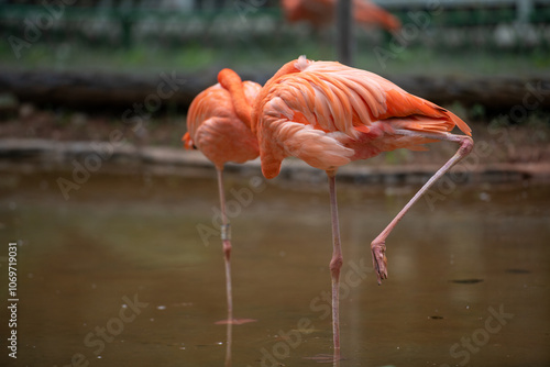 flamingo in the zoo