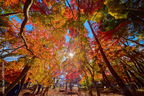 秋の埼玉県秩父郡長瀞の月の石もみじ公園の紅葉