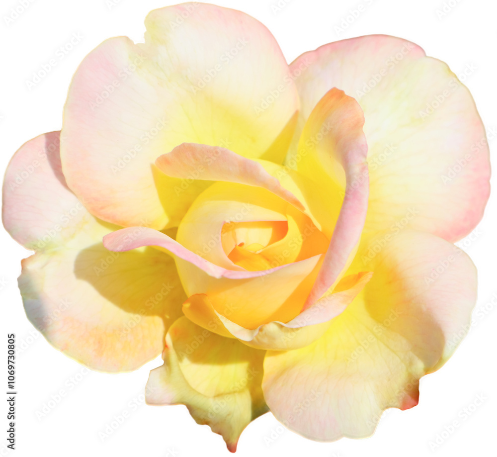 Fototapeta premium White, yellow and pink roses blend perfectly on a white background. Flowers of love are given to each other on Valentine's Day, the day of love and happiness.