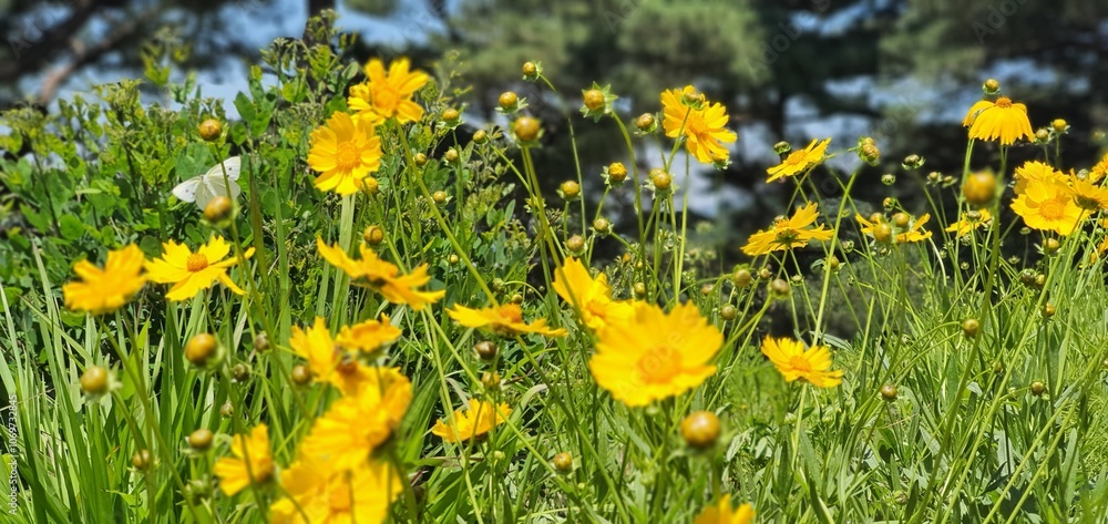Fototapeta premium yellow flowers