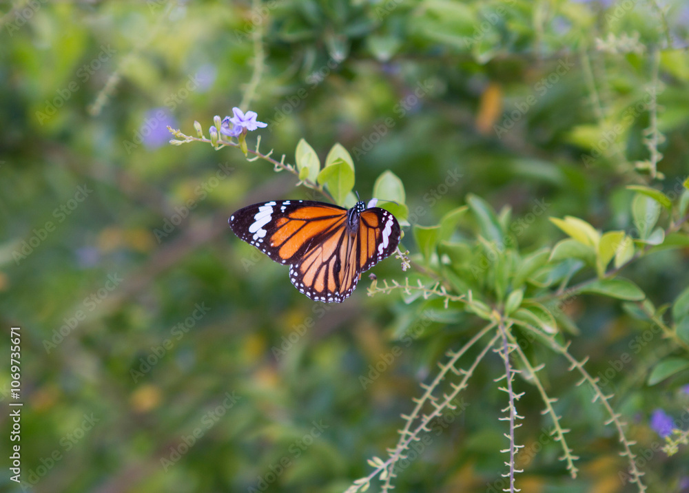 Fototapeta premium Monarch Butterfly
