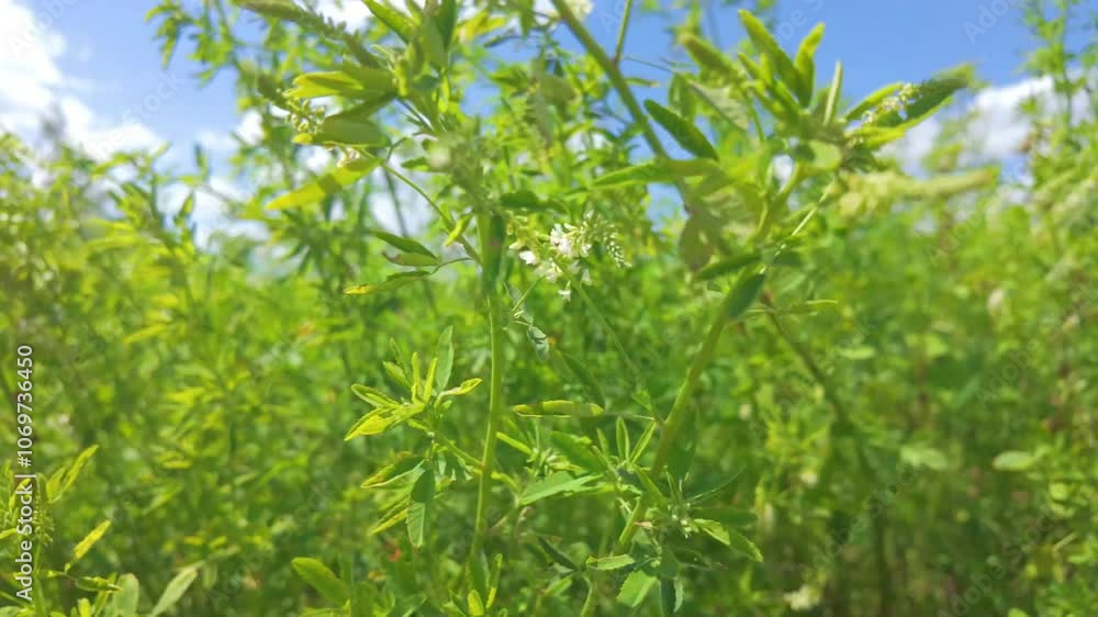 Lush greenery stretches toward a bright sky, showcasing the beauty of nature and its ongoing growth Lush greenery stretches toward a bright sky, showcasing the beauty of nature and its ongoing growth