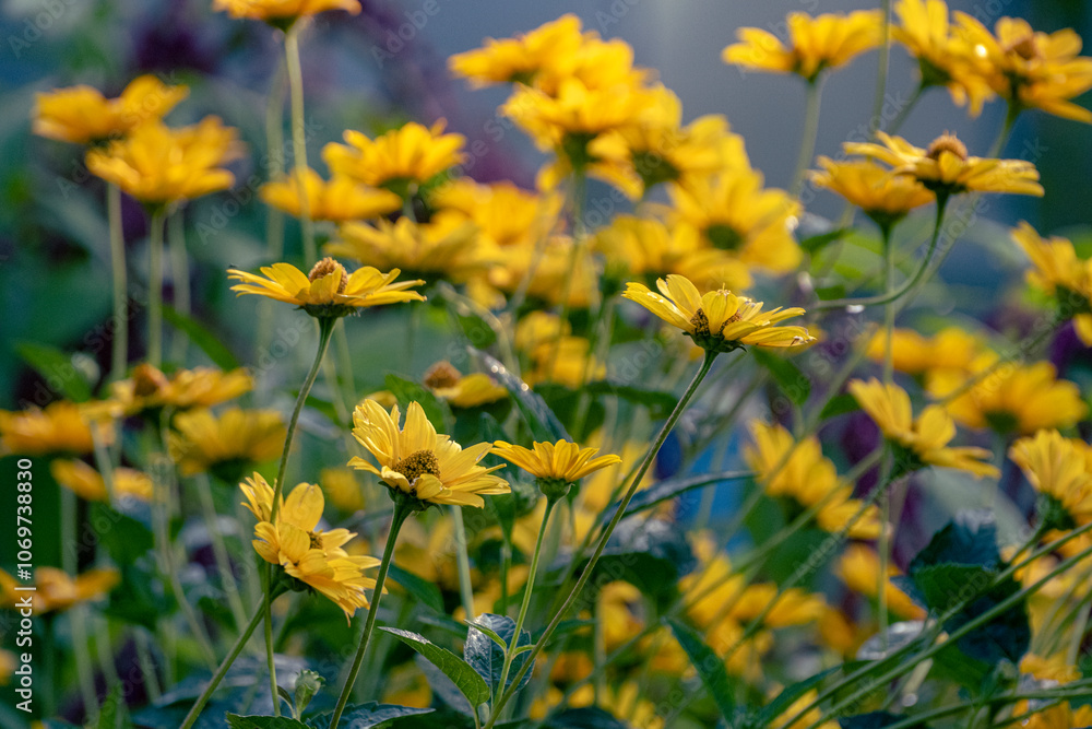Fototapeta premium Sunflower Heliopsis (Heliopsis helianthoides) genus of annual and perennial herbaceous plants of Astrov family. Beautiful blooming yellow flowers