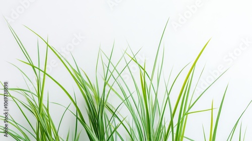 Long blades of green grass against a white background