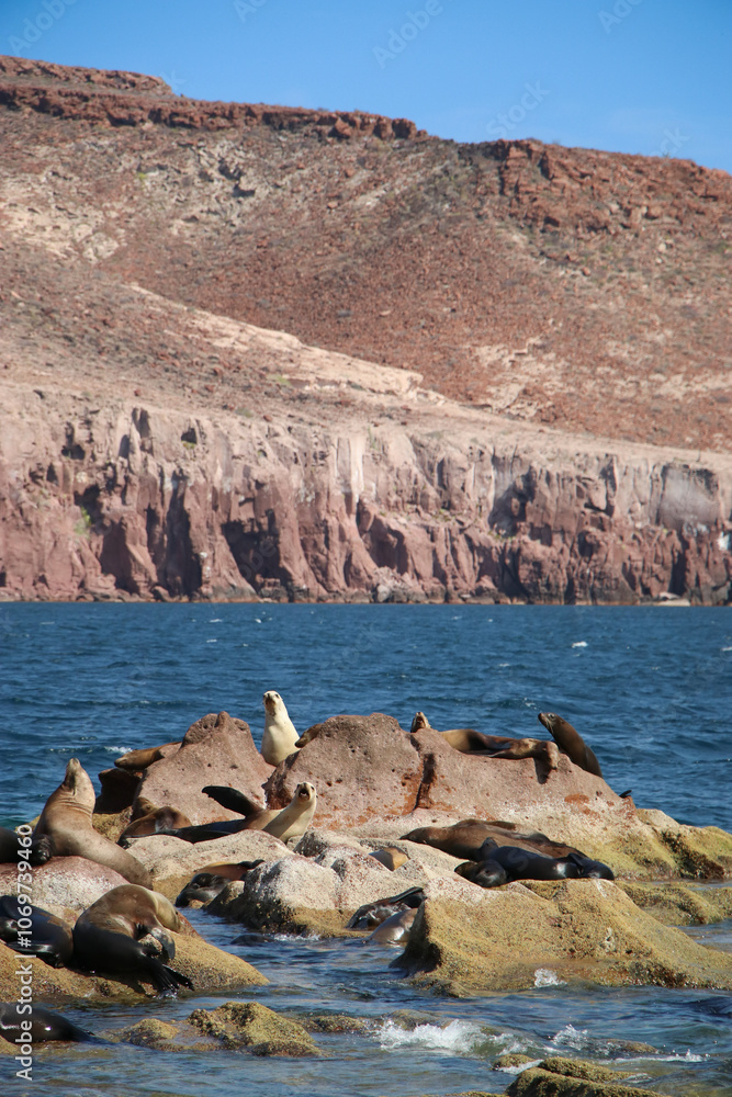 Isla de el Espíritu Santo, la isla de los lobos marinos en Baja California Sur