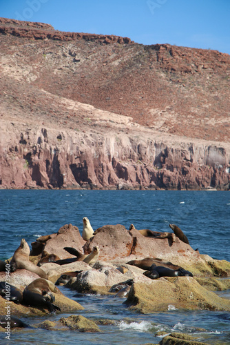 Obraz na płótnie Isla de el Espíritu Santo, la isla de los lobos marinos en Baja California Sur w salonie