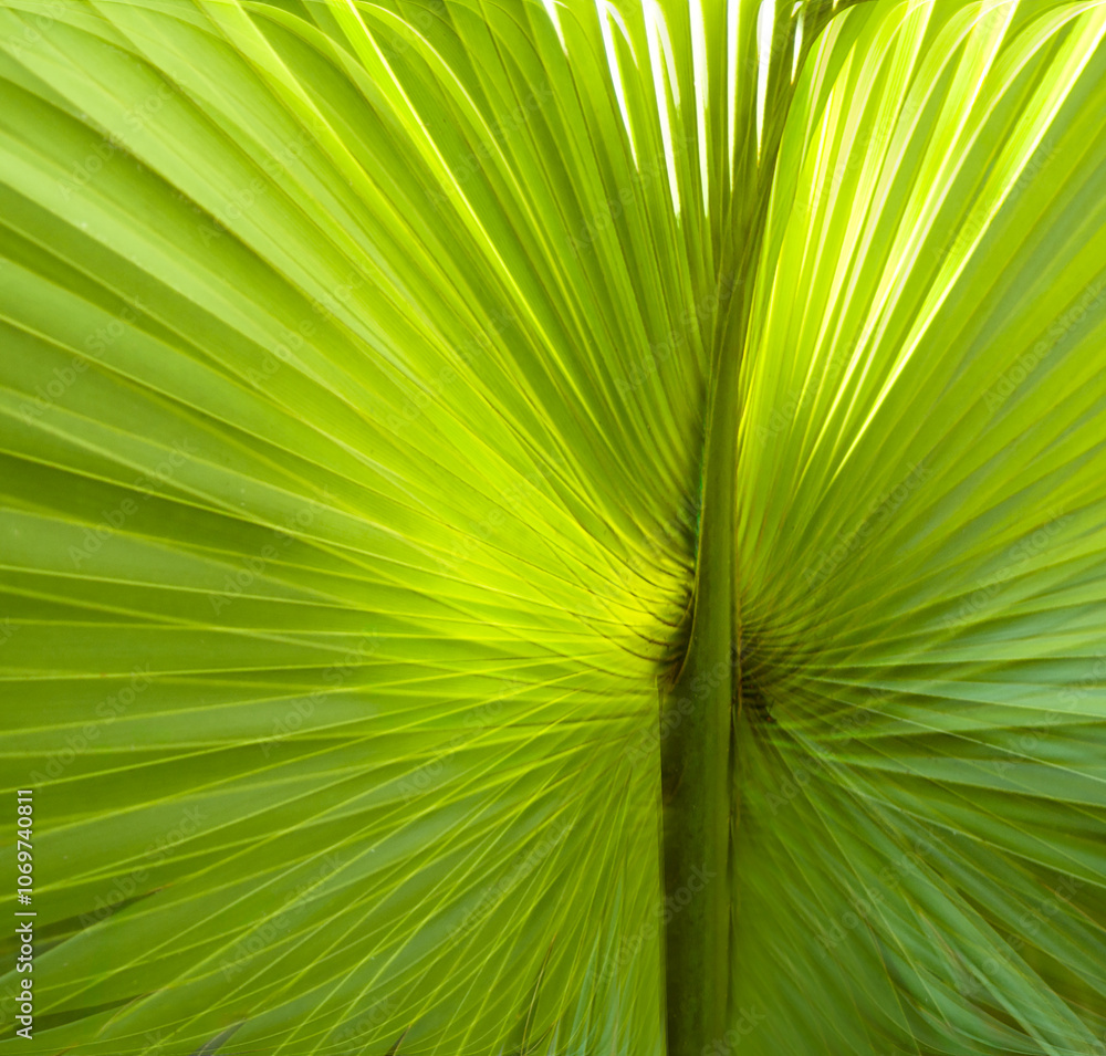 Fototapeta premium Abstract double exposure of a cabbage palm frond in soft light. A light green background pattern of overlapping lines radiating from a central stem.