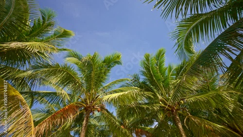 Wallpaper Mural A Coconut Palm Tree Rotates Against the Blue Sky. Vacation on a Tropical Island. Scenery for Vacation and Holiday Background. Sun Flares. Low Angle View Torontodigital.ca