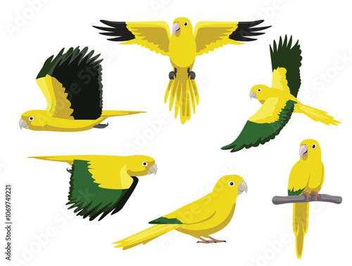 Golden Parakeet Conure Bird Parrot Various Poses Cartoon Vector Character