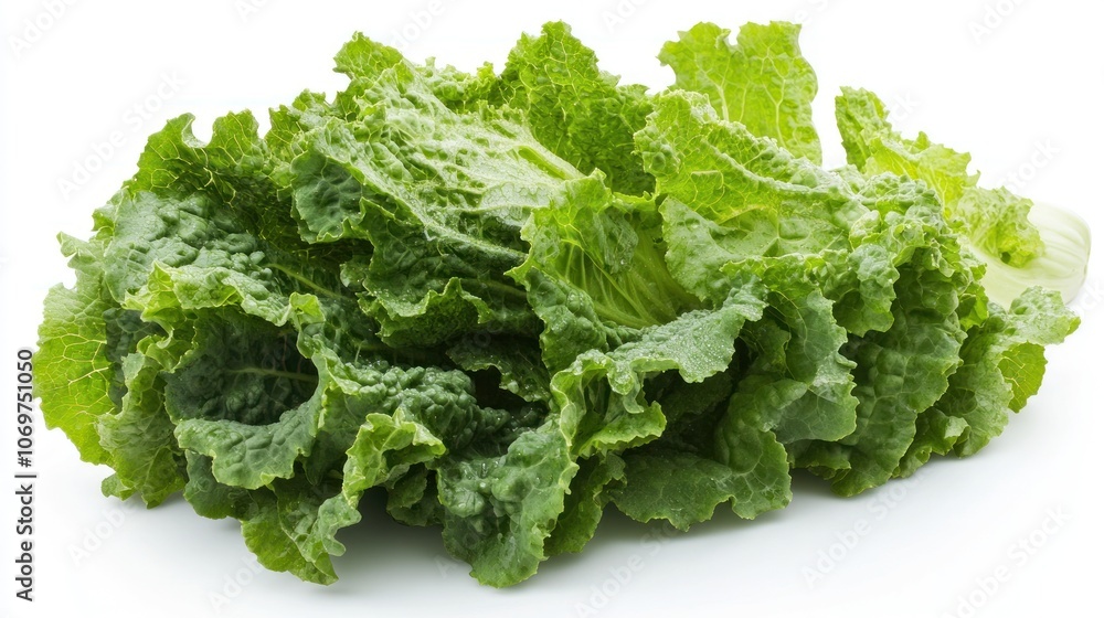 Fresh Green Lettuce Fresh Green Lettuce