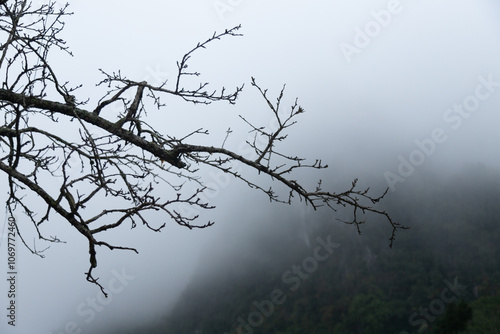 Tree branch without leaves against fog, very atmospheric