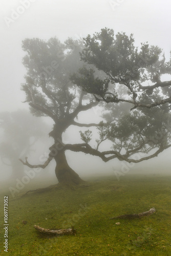 Fanal Forest - Seixal, Portugal