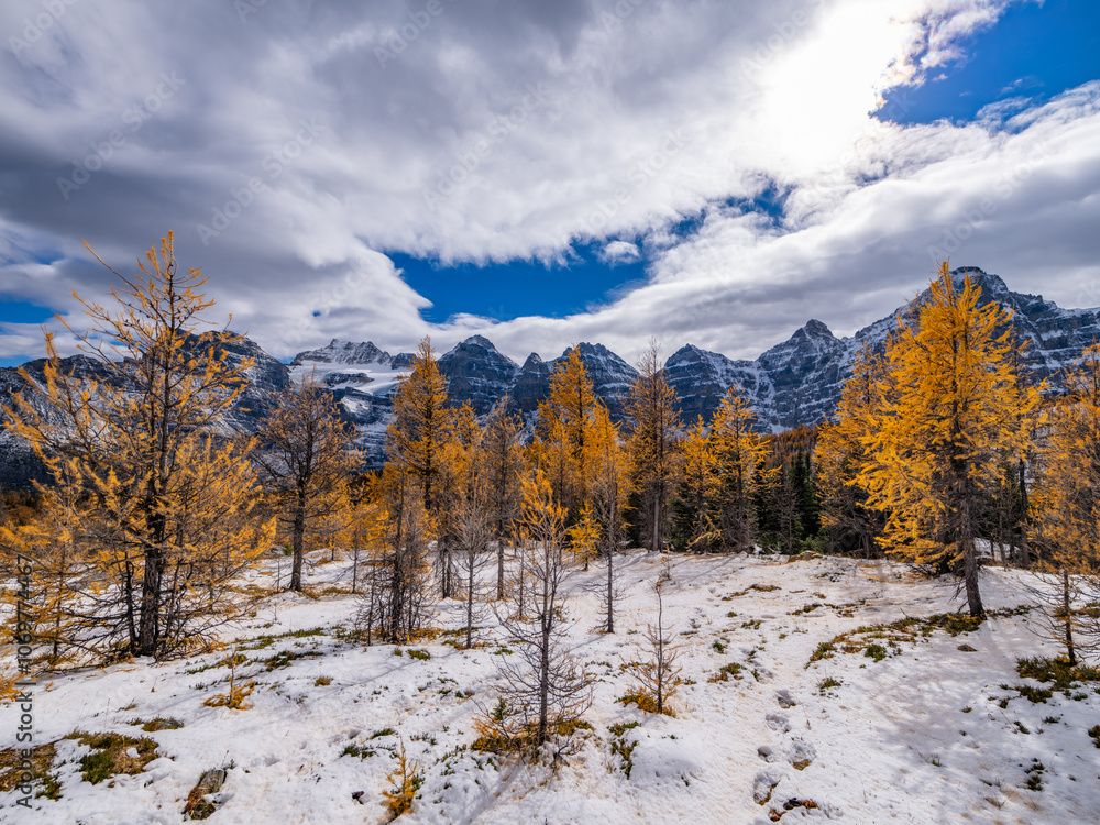 custom made wallpaper toronto digitalColorful Fall Larch Valley Banff National Park Ten Peaks Panorama