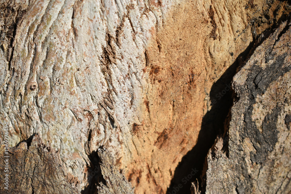 Eucalyptus tree bark texture, Bark of eucalyptus tree, seamless texture, a eucalyptus tree bark texture background image Eucalyptus tree bark texture, Bark of eucalyptus tree, seamless texture, a eucalyptus tree bark texture background image