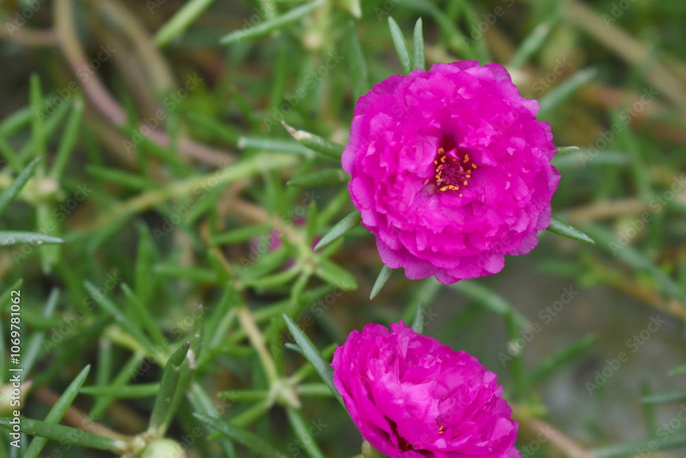 Portulaca grandiflora or moss rose purslane flower closeup, Closeup red moss rose purslane (portulaca grandiflora) flowers in garden tropical, delicate dreamy of beauty of nature with green leaves Portulaca grandiflora or moss rose purslane flower closeup, Closeup red moss rose purslane (portulaca grandiflora) flowers in garden tropical, delicate dreamy of beauty of nature with green leaves