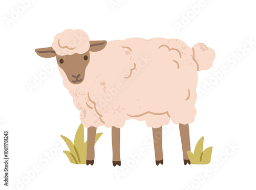 Cute sheep. Fluffy woolly farm animal in countryside. Lovely adorable ewe standing, domestic country village fauna. Rural flat graphic vector illustration isolated on white background
