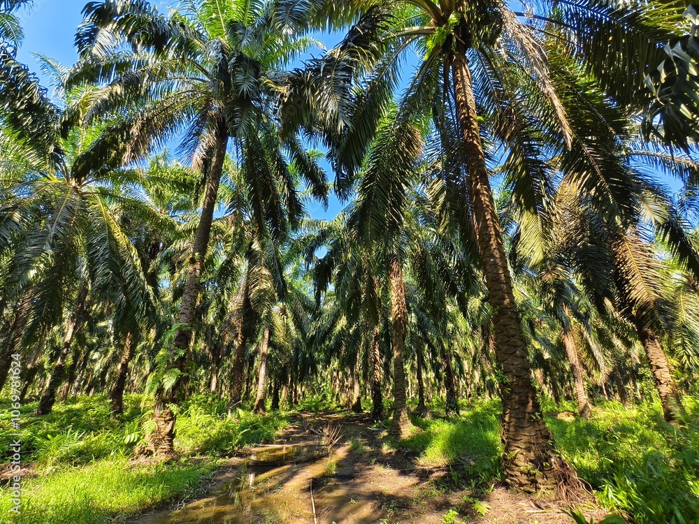 Obraz premium oil palm plantation in the morning