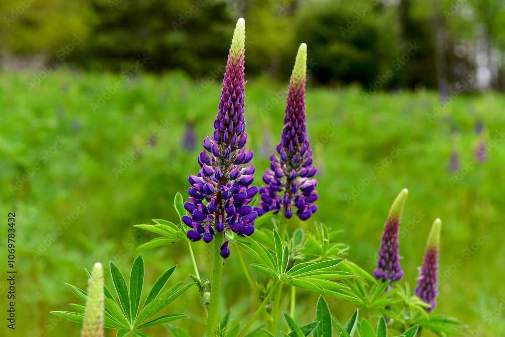 Fresh Violet Lupine Field
