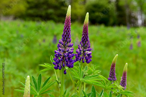 Obraz na płótnie Fresh Violet Lupine Field w salonie