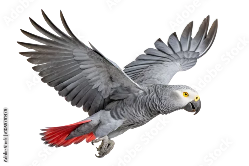 Obraz Front view, African Grey Parrot is spreading its wings and flying isolated on a transparent background