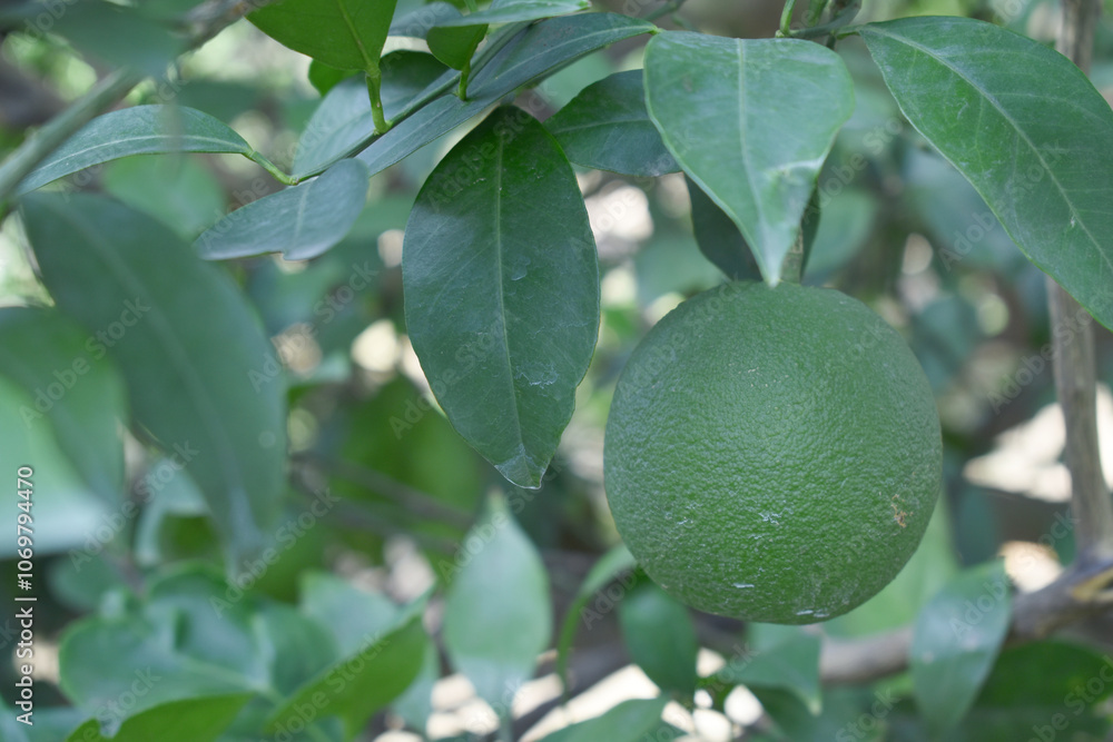unripe green oranges on tree, close-up of a beautiful orange tree with green oranges, fruit hanging on a tree, Close-up of unripe oranges hanging on a tree, Chakwal, Punjab, Pakistan unripe green oranges on tree, close-up of a beautiful orange tree with green oranges, fruit hanging on a tree, Close-up of unripe oranges hanging on a tree, Chakwal, Punjab, Pakistan