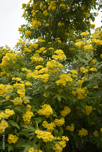 Yellow trumpetbush (Tecoma stans) Called Yellow bell or Yellow Elder Flower, trumpet flower, Beautiful bunch of yellow flowers closeup with green leaves Background, tecoma stans